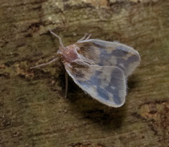 Borysthenes emarginatus