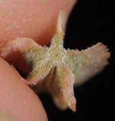 Acleisanthes diffusa