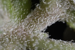 Acleisanthes diffusa