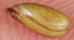 Acleisanthes diffusa