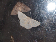 Comostola meritaria
