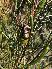 Hakea rostrata