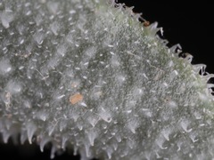 Acleisanthes diffusa