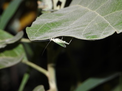 Oecanthus alexanderi