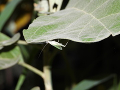 Oecanthus alexanderi