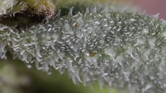 Acleisanthes diffusa