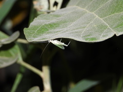 Oecanthus alexanderi