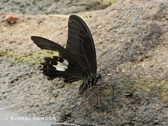 Papilio helenus daksha