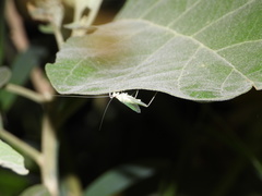 Oecanthus alexanderi