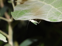 Oecanthus alexanderi