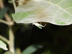 Oecanthus alexanderi