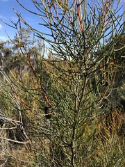 Hakea rostrata