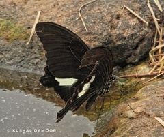 Papilio helenus daksha
