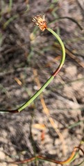 Lepidobolus drapetocoleus