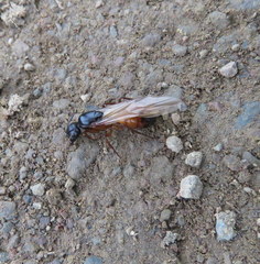 Camponotus semitestaceus