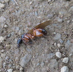 Camponotus semitestaceus