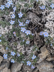 Eritrichium howardii