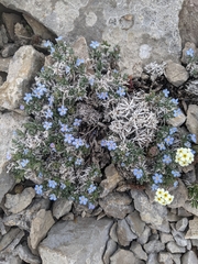 Eritrichium howardii