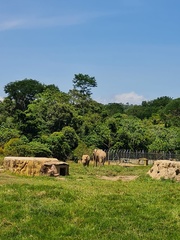 Elephantidae