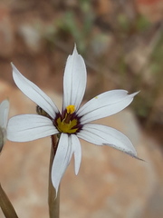 Sisyrinchium platense