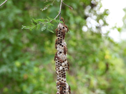 Unstable Paper Wasp photo 6