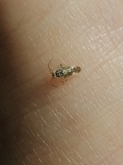 Monospatha distincta