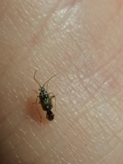 Monospatha distincta