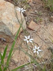 Sisyrinchium platense