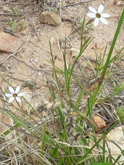 Sisyrinchium platense