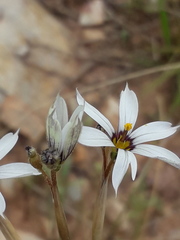 Sisyrinchium platense