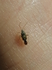 Monospatha distincta