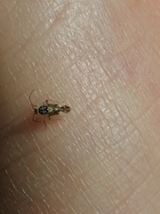 Monospatha distincta