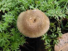 Lentinus arcularius