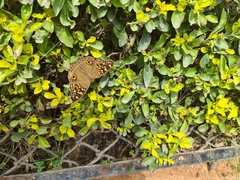 Junonia lemonias