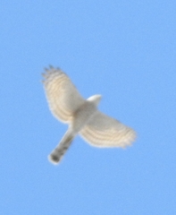 Accipiter nisus