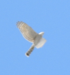 Accipiter nisus