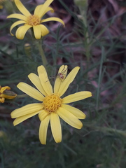 Senecio ventanensis