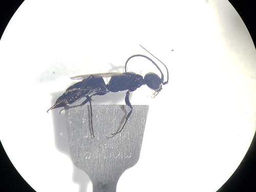 Dolichurus stantoni in life