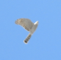 Accipiter nisus