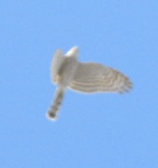 Accipiter nisus