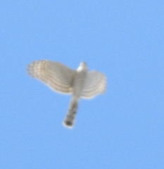 Accipiter nisus