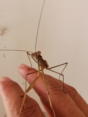 Mantodea