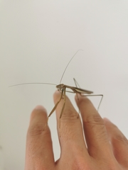 Mantodea