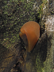Auricularia auricula-judae