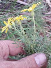 Senecio ventanensis