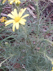 Senecio ventanensis