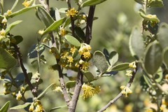 Azara dentata