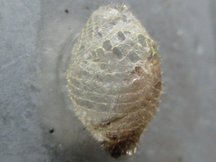 Urodidae