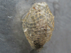 Urodidae
