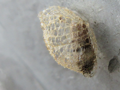 Urodidae